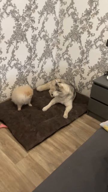 Асе снова нет покоя😵💫 #собака #husky #pomeranian #шпиц #рилс #reels смотреть онлайн