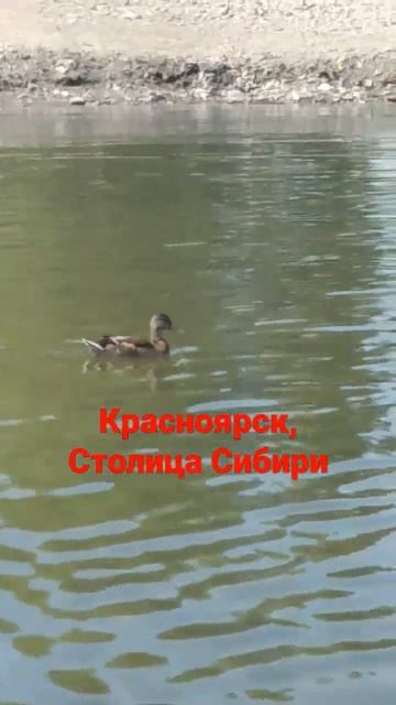 Столица Сибири Красноярск смотреть онлайн
