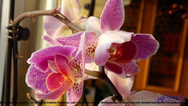 ❤ ❤ ❤ Танцы до утра гарантированы - Soul Call -- Ketsa -- Silent Rising Souls.mp4