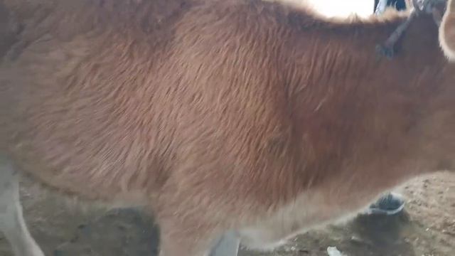 нархи букача барои бони молбозори регар пахтаобод 2020 8 ноября мархамат смотреть онлайн