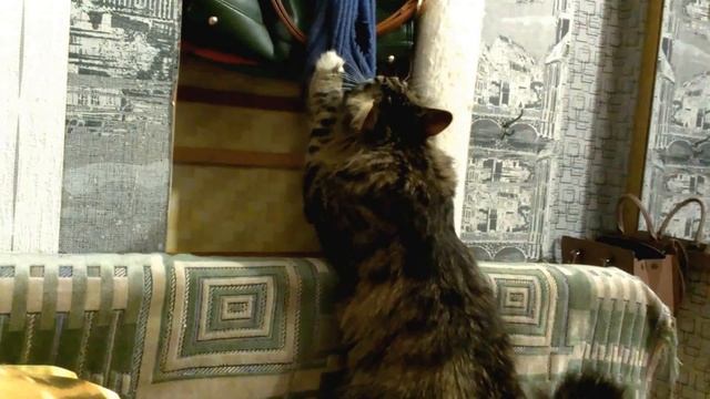 КОТ НАТУРАЛЬНАЯ МОЛЬ смотреть онлайн