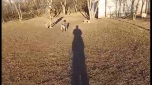 Воспитание щенка, начальное послушание. Курцхаар Роби, 4 месяца.