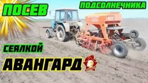 Посев подсолнечника, универсальной сеялкой ЛВС сервис АВАНГАРД!