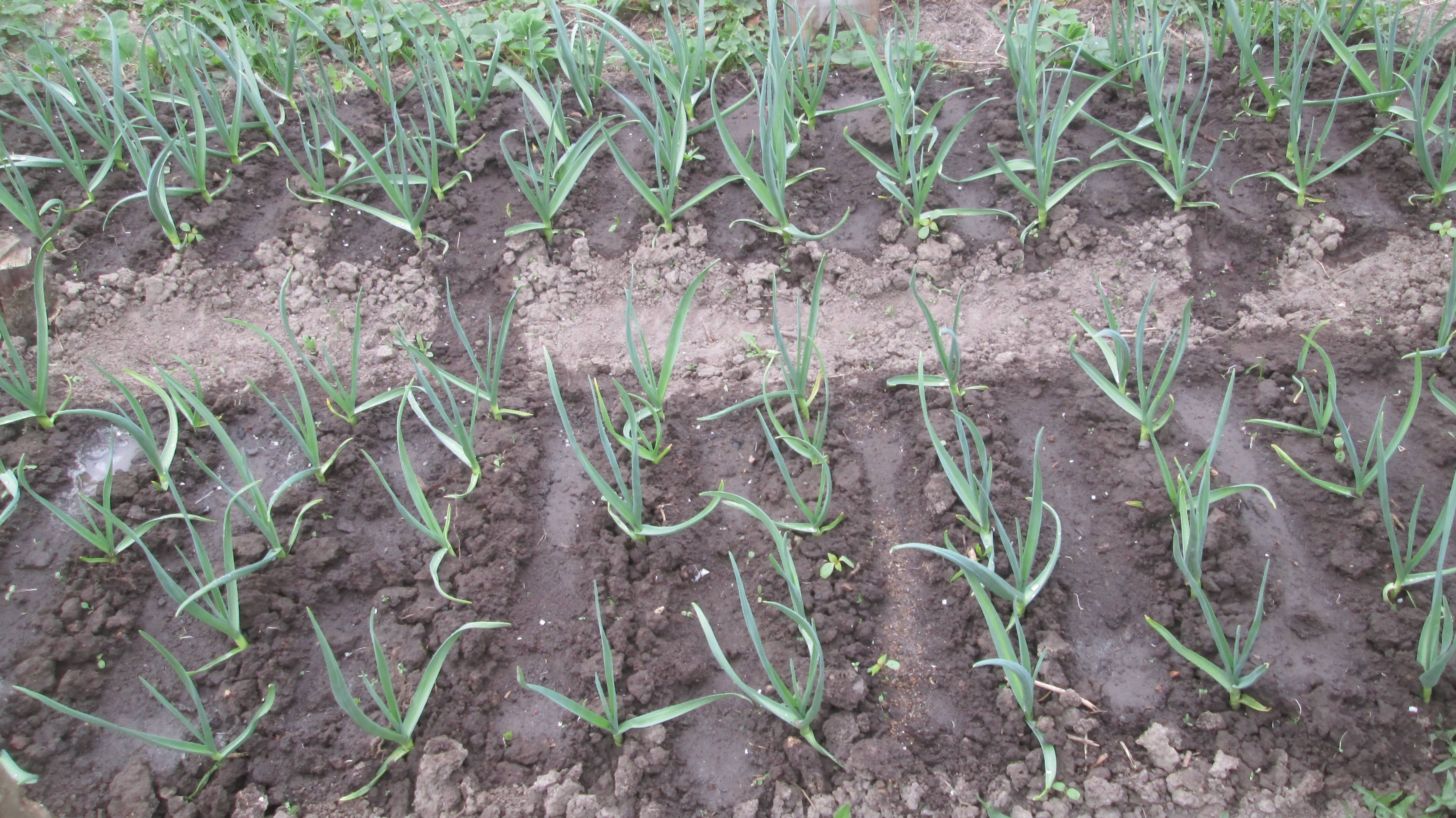 Подкормка озимого чеснока весной