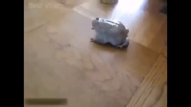 Приколы Выпуск №100, Приколы 2015, смешные приколы, новые приколы, приколи, приколы про, приколы с смотреть онлайн