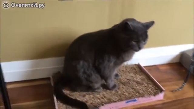 Лучшие Приколы с животными и людьми смотреть онлайн