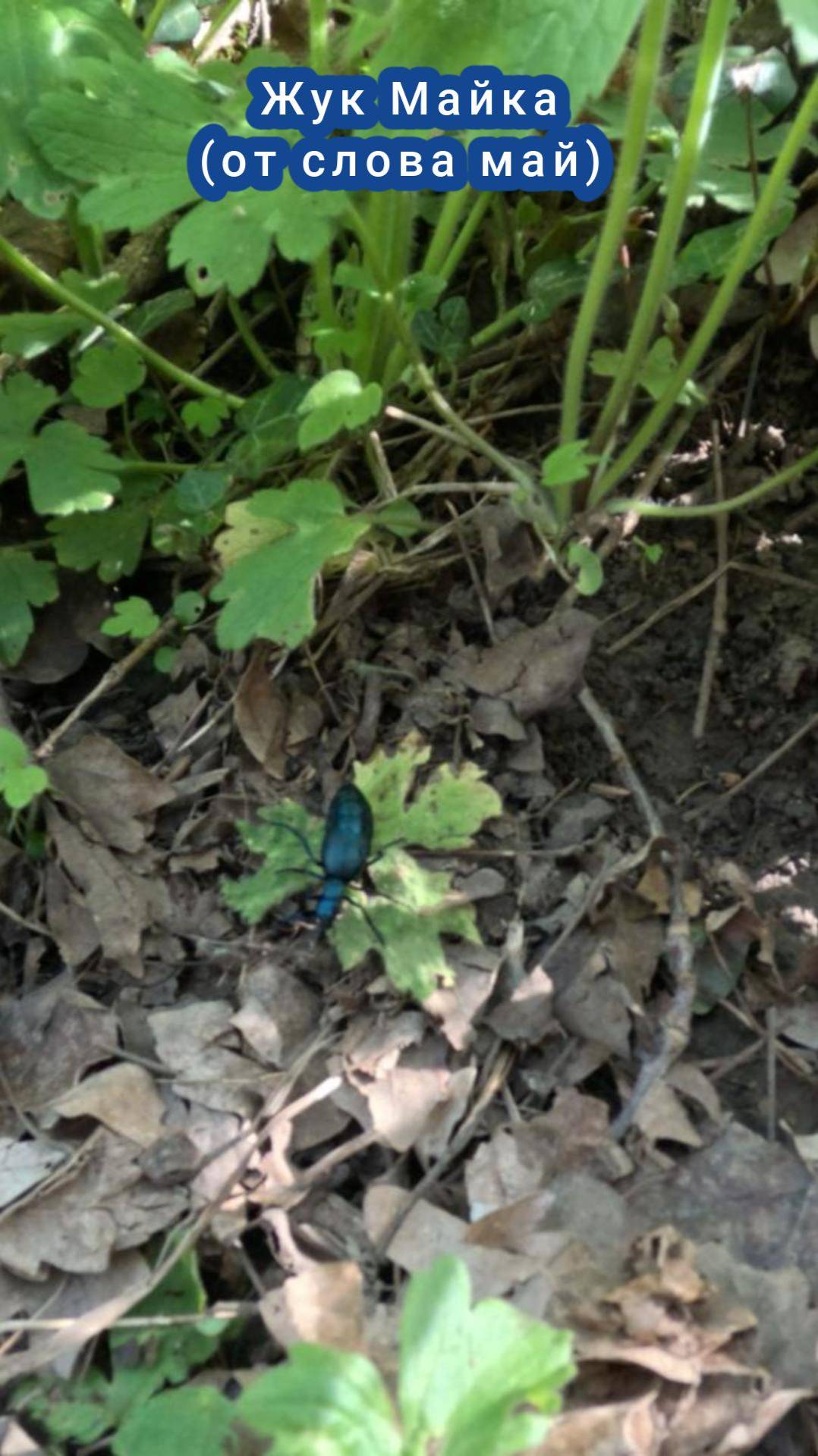 Жук Майка смотреть онлайн