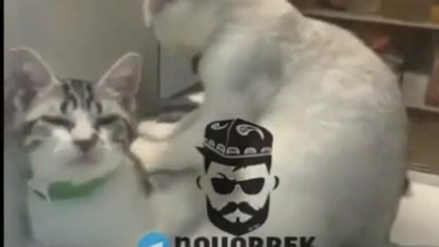 Узбекский прикол про котиков смотреть онлайн