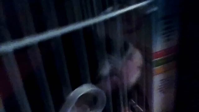 Мой котофей по имени (секрет хы) и моя морская свинка по имени(секрет) смотреть онлайн
