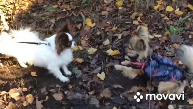 Чихуахуа умеют дружить! смотреть онлайн