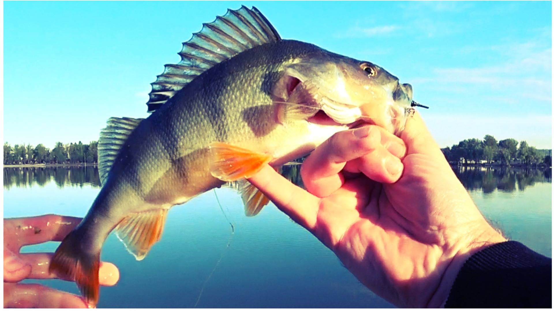 Поставил эту ПРИМАНКУ и ПОНЕСЛОСЬ! Рыбалка на СПИННИНГ 2025 смотреть онлайн