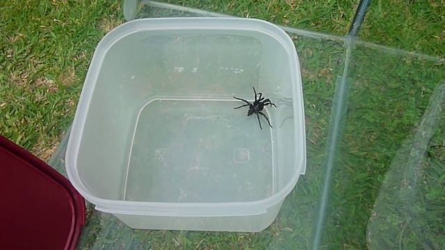 Male Sydney Funnel Web - Caught Wandering Through Living Room.