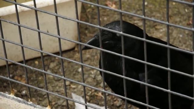 Ворон на Рейтарской, Киев смотреть онлайн