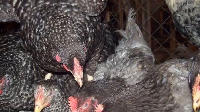 Почему все хвалят кур Доминант? Мой опыт разведения! смотреть онлайн