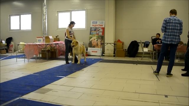 Лана выставка 24 01 2015г смотреть онлайн