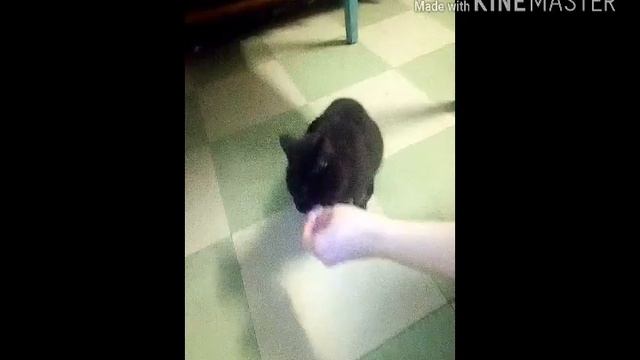 Прикольный котик смотреть онлайн