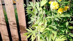 Рудбекия "Золотой шар"