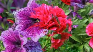 ♫ Джованни Марради -  Лучшее ♫ Giovanni Marradi -  The best ♫ (Beautiful flowers)