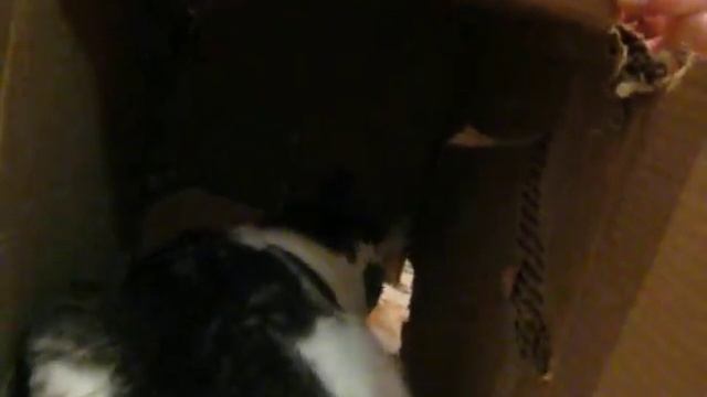 Кошка Дуня и жертвенная коробка смотреть онлайн