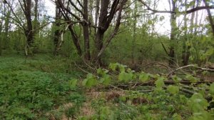 Где ставить ловушки для пчёл...