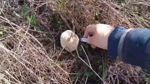 ГРИБЫ АТАКУЮТ СИНЯЯ НОЖКА И ШАМПИНЬОНЫ #грибы #тихаяохота #поиск #сборгрибов