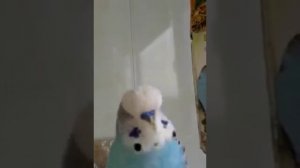 🦜Этот говорящий попугай говорит 🦜ТАК, что вы не поверите своим ушам!🦜