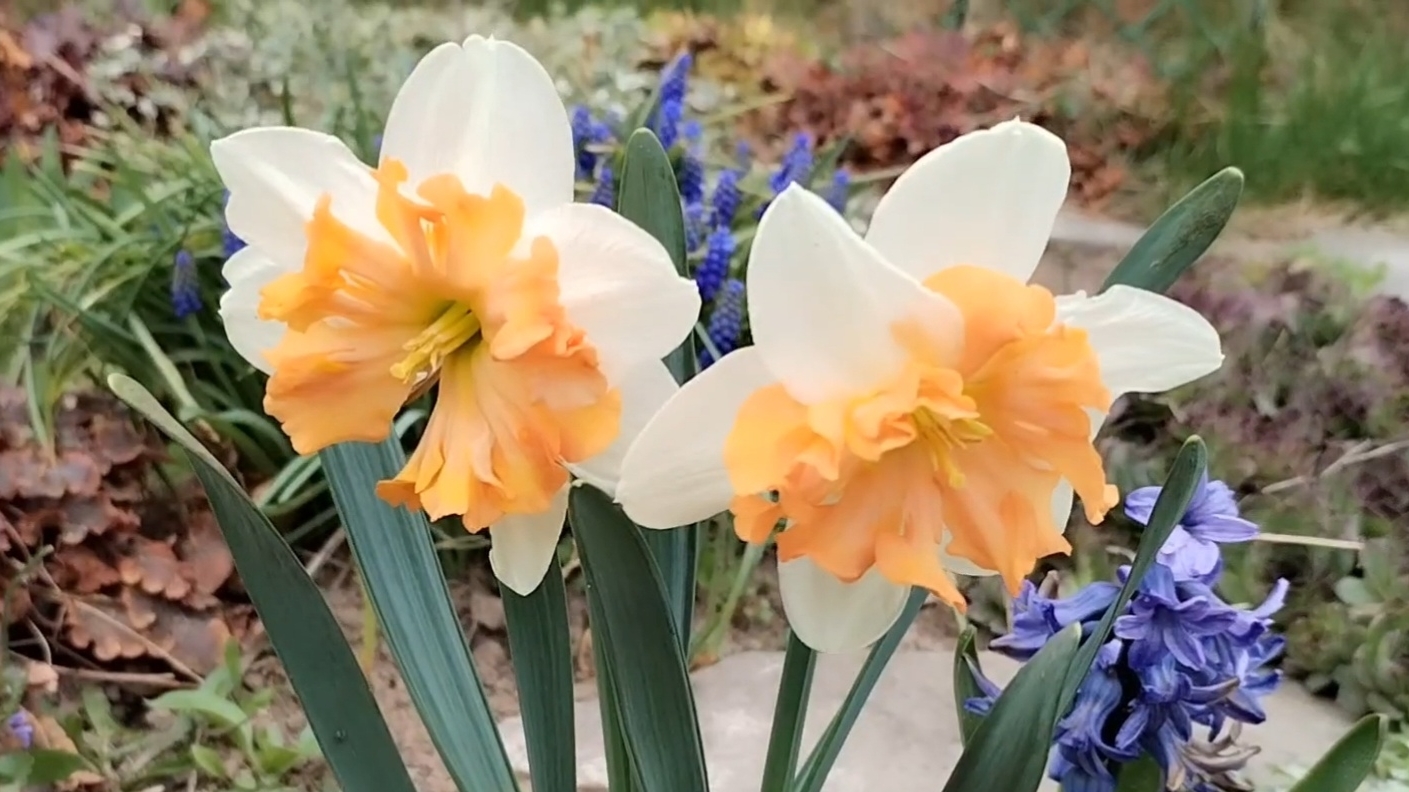 Удивительная красота весенние цветов. Подготавливаем теплицу, испытываем новый культиватор. смотреть онлайн