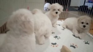 видео щенки