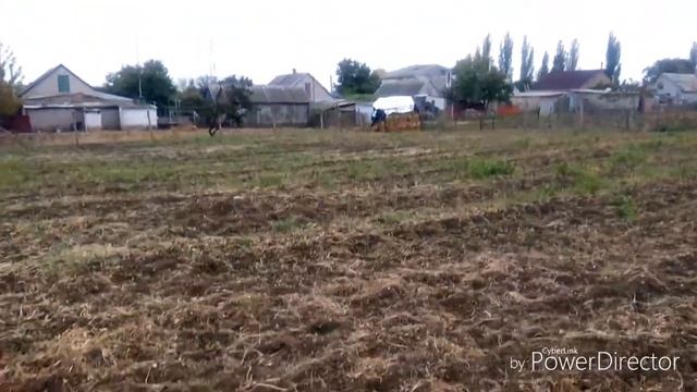 Подготовка целины под посадку чеснока.
