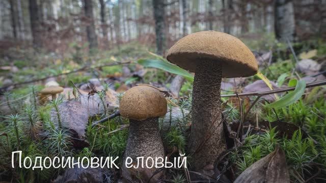 Лесные клады 5е смотреть онлайн