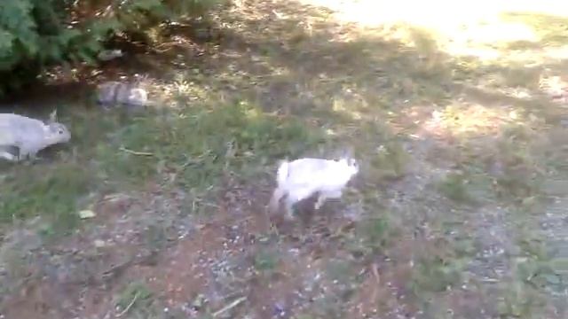 Прикольные зайчики в Ричмонде. смотреть онлайн