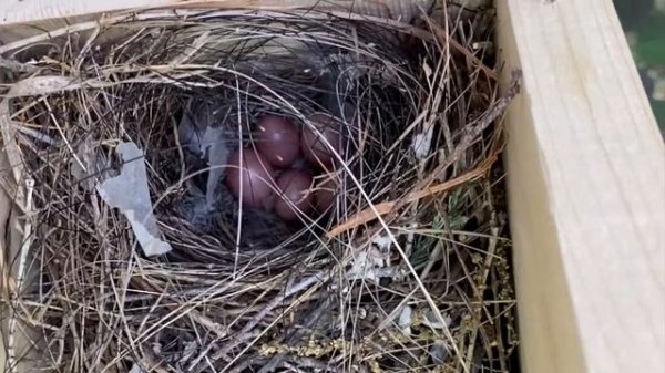 House Wren empty bird nest box to laying eggs and raising 6 chicks - Part 1