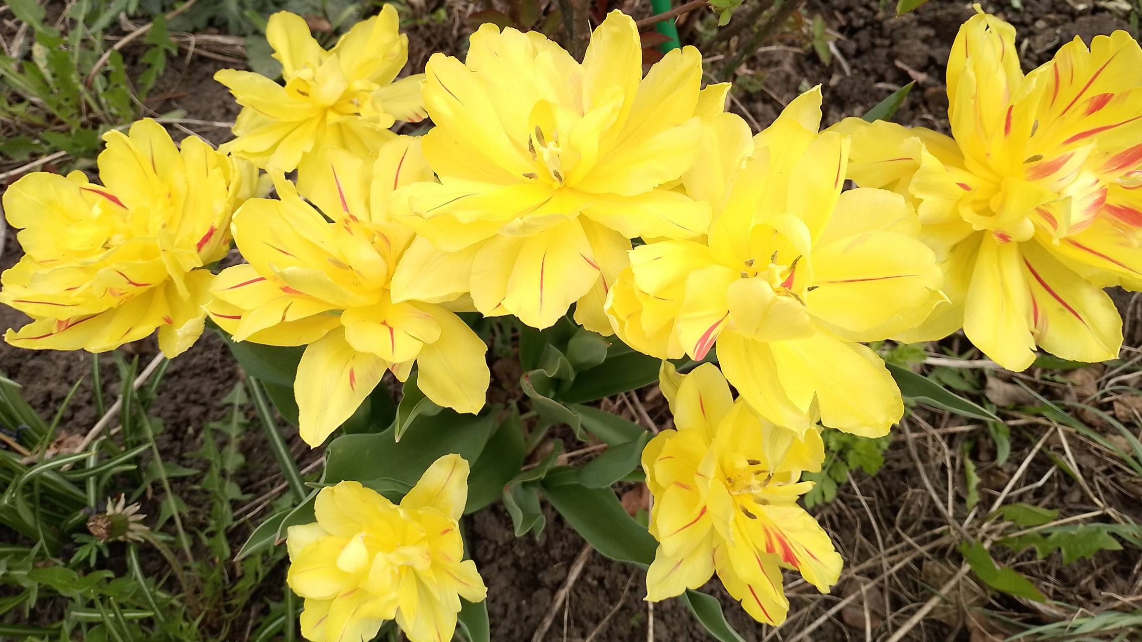 Влог. Продолжаю обрезку роз Посадили картошку. Болталка под вязание с красивыми цветами. смотреть онлайн