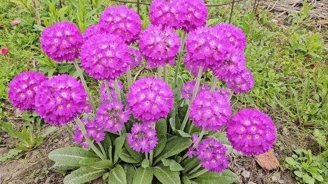 Апрельский сад @Svetik_Chudnova смотреть онлайн