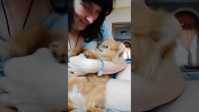 Очень милый шпиц Ники смотреть онлайн