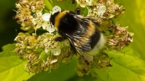 Клип, стихи Людмилы Ураевой. Меня встречает куст жасмина. Поёт Елена Маак. Музыка:Giovanni Marradi