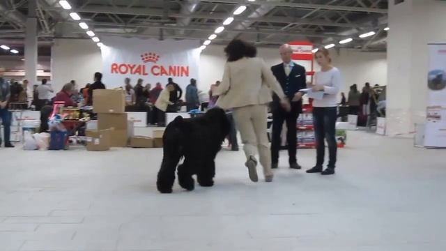 MVI 0045 Кобели чемпионов НКП смотреть онлайн