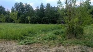 Сенокос 2024 с косой Oleo-Mac Sparta 25 - испытание для людей и те