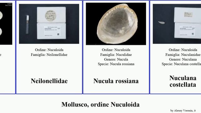 Mollusco, Ordine Nuculoida Yoldiella Malletia Ledella Intermedia Mollusca Alata Saccella Fuse