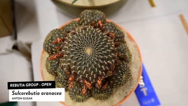 Cactus Identification: Rebutia aranacea смотреть онлайн