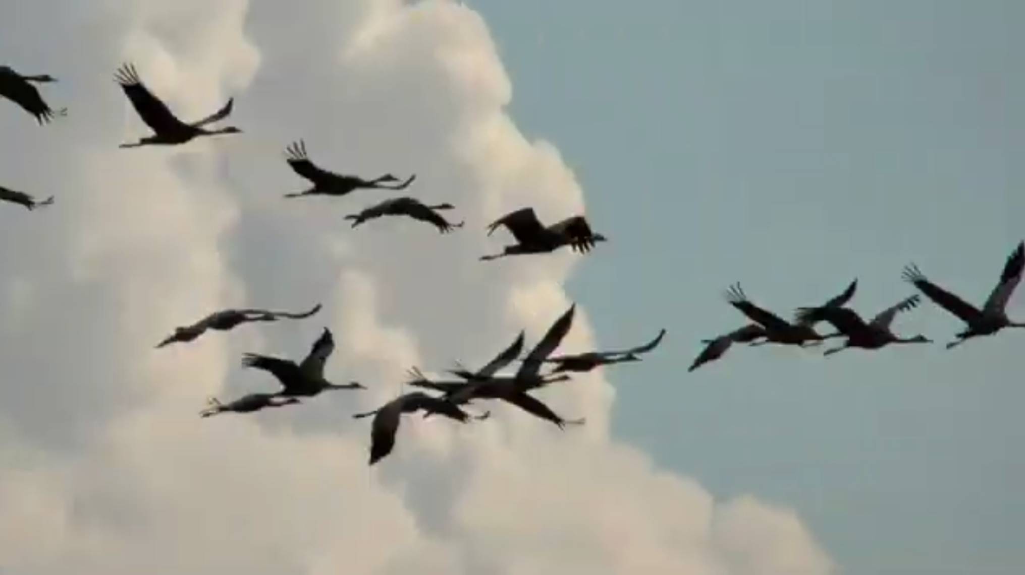 Песня "Душа России" Стихи: Ларисса Майбер/Larissa Maiber/. Музыка, вокал:ИИ.