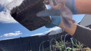 Как я сею свеклу Бордо на рассаду в теплице.