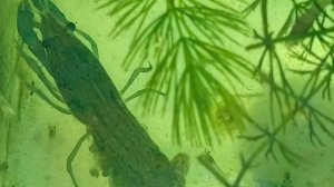 мраморные рачки под хвостом у Мамы мраморный рак 01-05-2025