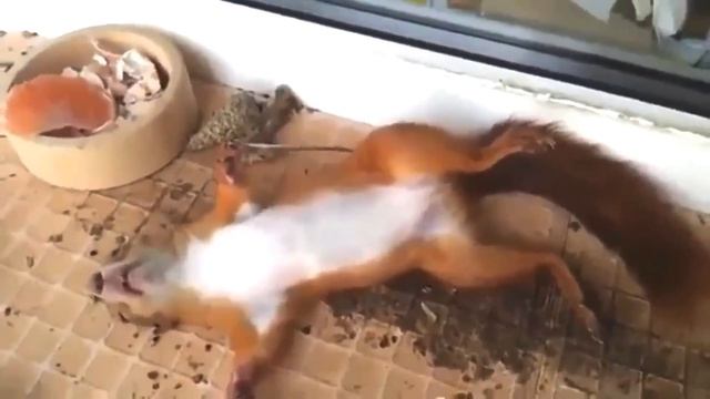 ПЬЯНАЯ БЕЛКА. АЛО ЁПСУДЫ смотреть онлайн