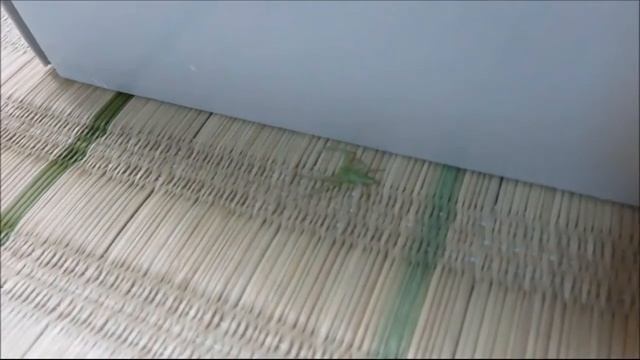 異常気象で暴れまわる ワカバグモ！～Oxytate Striatipes смотреть онлайн