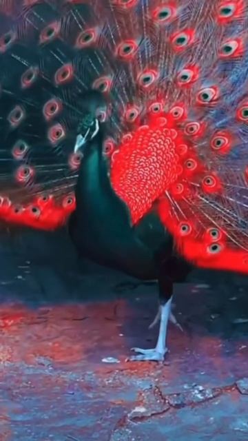 Black And Red Peacock Beautiful Colors #500subs #yearofyou  #birds