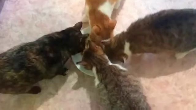 Кошачья семья ~ у нас ужин 🐱🐱🐱🐱 смотреть онлайн