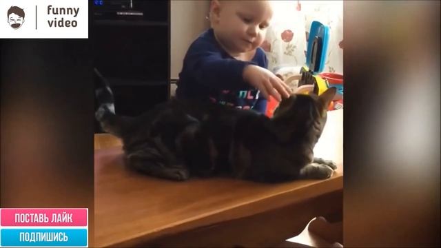 Самые смешные коты и кошки. Funny Video 05/2020 смотреть онлайн