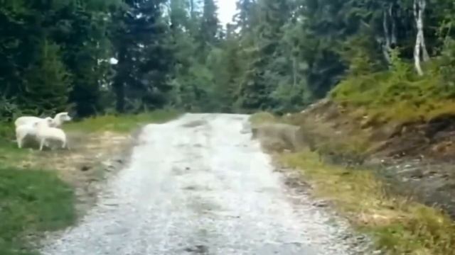 смешное видео с животными \ приколы с животными \ смешные животные \ приколы про животных смотреть онлайн
