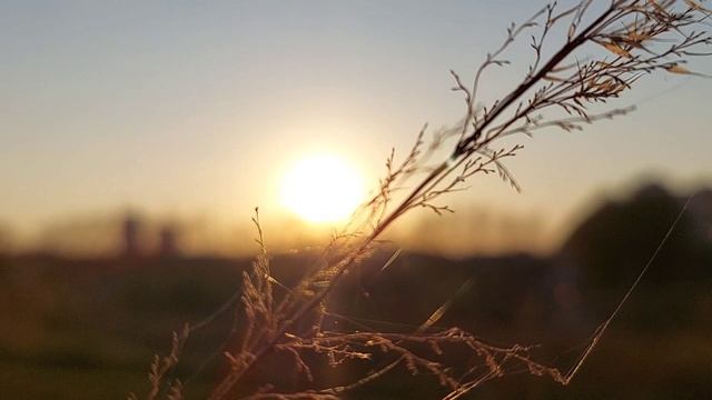 Потому мы радуемся, попадая в природу, что тут мы приходим в себя. М. Пришвин